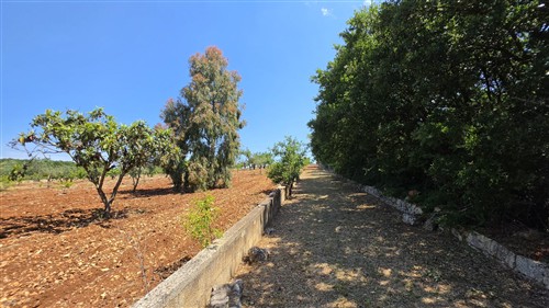 Terreno Agricolo e Ciliegeto a Castellana Grotte
